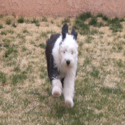 coyote-classic-dog-shows